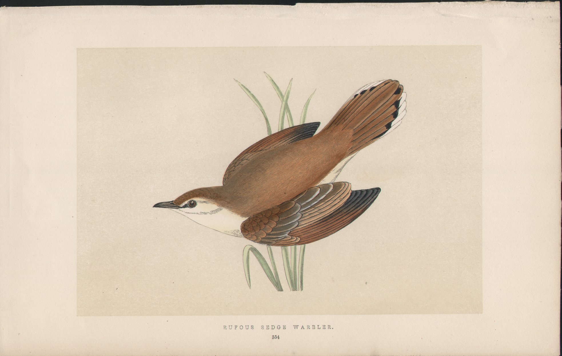 Wood - Rufous Sedge Warbler - Fawcett